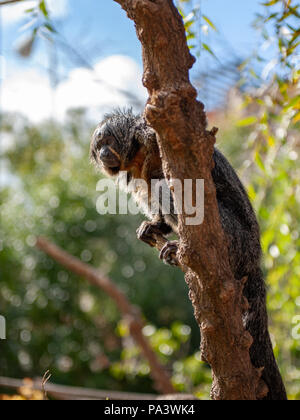 Affe auf dem Baum im Zoo Stockfoto