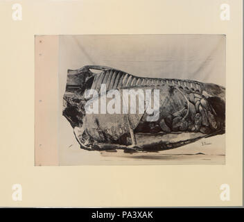 88 eine Reihe von Fotografien, die die Anatomie von Pferd und Hund nach der Methode der gefrorener Zubereitungen und Abschnitte erstellt von S Sisson von Toronto (HS 85-10 -9846-2) Original Stockfoto