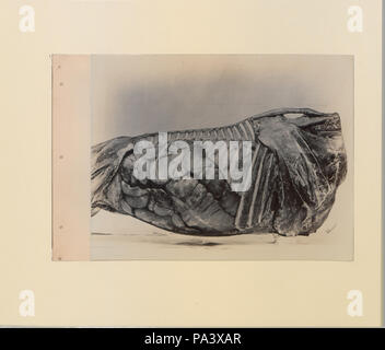 88 eine Reihe von Fotografien, die die Anatomie von Pferd und Hund nach der Methode der gefrorener Zubereitungen und Abschnitte erstellt von S Sisson von Toronto (HS 85-10 -9846-4) Original Stockfoto