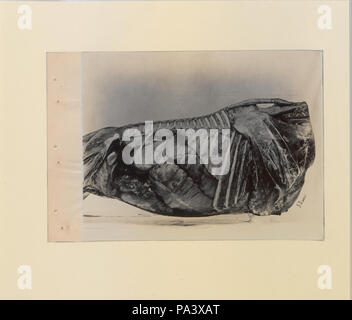 88 eine Reihe von Fotografien, die die Anatomie von Pferd und Hund nach der Methode der gefrorener Zubereitungen und Abschnitte erstellt von S Sisson von Toronto (HS 85-10 -9846-5) Original Stockfoto