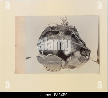 88 eine Reihe von Fotografien, die die Anatomie von Pferd und Hund nach der Methode der gefrorener Zubereitungen und Abschnitte erstellt von S Sisson von Toronto (HS 85-10 -9846-6) Original Stockfoto