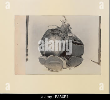 88 eine Reihe von Fotografien, die die Anatomie von Pferd und Hund nach der Methode der gefrorener Zubereitungen und Abschnitte erstellt von S Sisson von Toronto (HS 85-10 -9846-7) Original Stockfoto