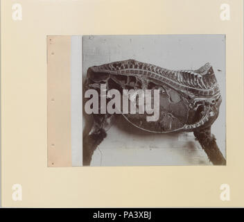 88 eine Reihe von Fotografien, die die Anatomie von Pferd und Hund nach der Methode der gefrorener Zubereitungen und Abschnitte erstellt von S Sisson von Toronto (HS 85-10 -9846-11) Original Stockfoto