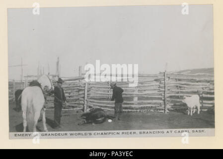 618 Emery Le Grandeur, World Champion Rider, Branding bei Cabri, Sask (HS 85-10 -33341) Original Stockfoto