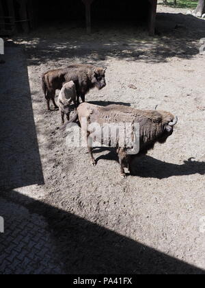 Familie von starken drei Wisente stehen auf sandigen Boden im Gehäuse bei der Stadt Pszczyna in Polen im Jahr 2018, warmen, sonnigen Frühlingstag im Mai - vertica Stockfoto