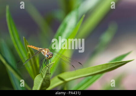 Große Libelle auf einem Macro shot Stockfoto