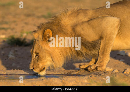 Löwe (Panthera leo) Männer trinken, Kgalagadi Transfrontier Park, Südafrika, Stockfoto