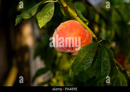 Pfirsiche wachsen auf Peach Tree, Essex, England, UK. Juli 2018 Stockfoto