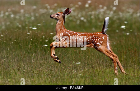 Weißwedelhirsche fawn (Odocoileus virginianus) Laufen im Wald in Kanada Stockfoto