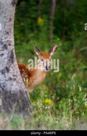 Weißwedelhirsche fawn (Odocoileus virginianus) spähen hinter einem Baum im Wald in Kanada Stockfoto