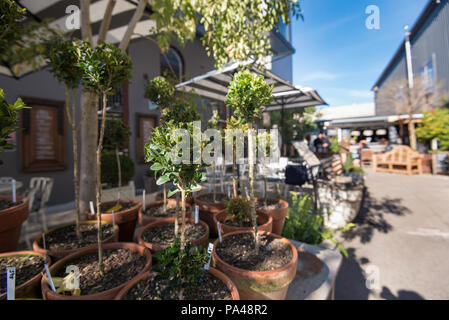 Geschnitten und getrimmt, Hedge (Buxus) Pflanzen, vielleicht Niederländisch oder Zwerg (Buxus sempervirens Suffruticosa) zum Verkauf in einen kleinen Outdoor Kinderzimmer. Stockfoto