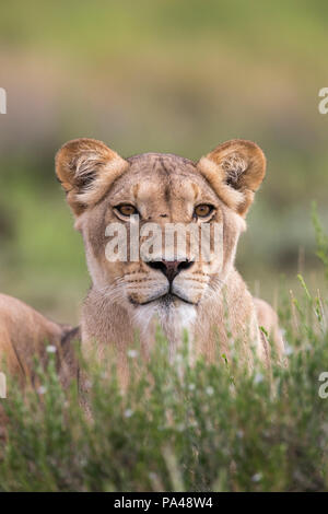 Löwin (Panthera leo), Kgalagadi Transfrontier Park, Südafrika, Stockfoto