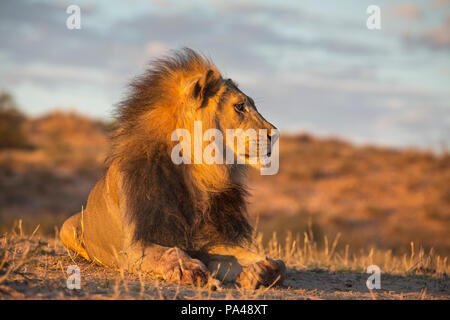 Löwe (Panthera leo) männlich, Kgalagadi Transfrontier Park, Südafrika, Stockfoto