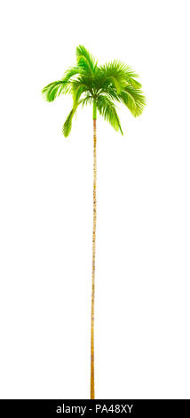 Eine Fotografie einer gekrümmten isolierten Palm Tree Stockfoto