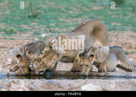 Und jungen Löwin (Panthera leo) trinken, Kgalagadi Transfrontier Park, Südafrika, Stockfoto