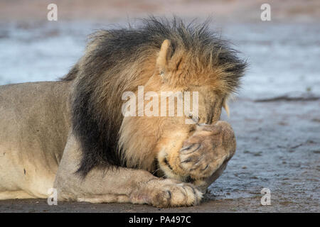 Löwe (Panthera leo) Herrenkosmetik, Kgalagadi Transfrontier Park, Südafrika Stockfoto