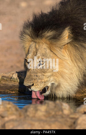 Löwe (Panthera leo) Männer trinken, Kgalagadi Transfrontier Park, Südafrika Stockfoto