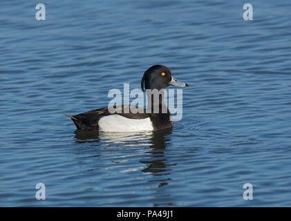 Schellente, Bucephala clangula, männliche Schwimmen am See, Marshside, Lancashire, Großbritannien Stockfoto