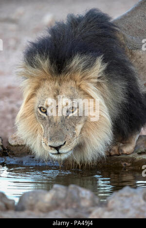 Löwe (Panthera leo) Männer trinken, Kgalagadi Transfrontier Park, Südafrika Stockfoto