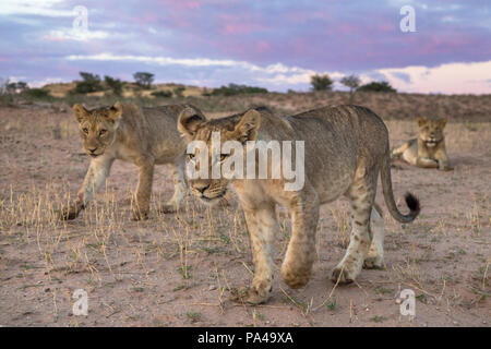 Junge Löwen (Panthera leo), Kgalagadi Transfrontier Park, Südafrika, Stockfoto