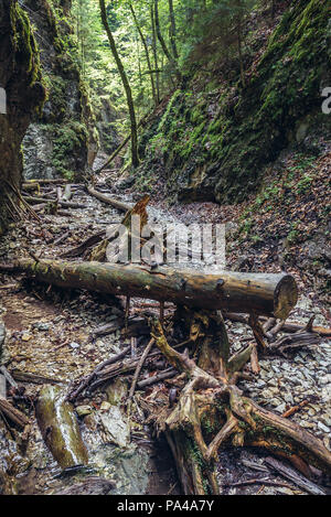 Sucha Bela touristische Weg in kleinen Canyon im Slowakischen Paradies Nationalpark, nördlichen Teil der Slowakischen Erzgebirge in der Slowakei Stockfoto