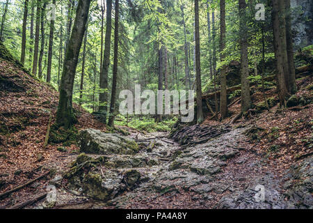 Sucha Bela Canyon im Slowakischen Paradies Nationalpark, nördlichen Teil der Slowakischen Erzgebirge in der Slowakei Stockfoto