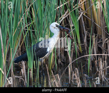 Weiß Necked Heron mit Yabby Stockfoto