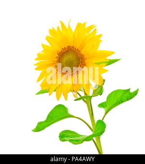 Eine Fotografie einer Sonnenblume isoliert auf weißem Stockfoto