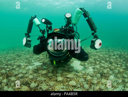 Jon dreht das Objektiv bei mir, riesigen Seespinne Aggregation, Roggen Pier. Stockfoto