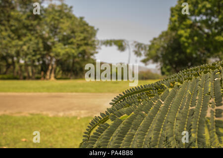 Eine Nahaufnahme der Blätter in einer wunderschönen Stadt Grün frisch gemähten Park mit bunten Blumen und Bäume geeignet für Familienfeiern, Sport, Pic Stockfoto