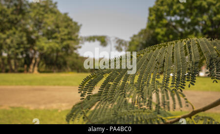 Eine Nahaufnahme der Blätter in einer wunderschönen Stadt Grün frisch gemähten Park mit bunten Blumen und Bäume geeignet für Familienfeiern, Sport, Pic Stockfoto