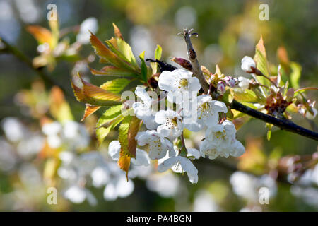 Kirschblüte (prunus avium), Nahaufnahme eines einzelnen, hinterleuchteten Blütensprühns. Stockfoto