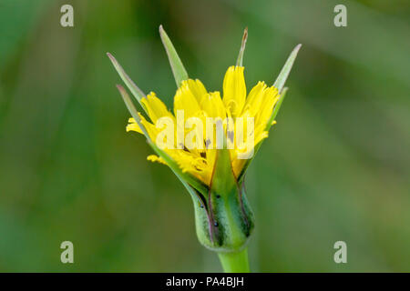 Goatsbeard (tragopogon pratensis), in der Nähe eines einsamen Blume Kopf. Auch bekannt als Jack-gehen-zu-Bett-at-Mittag. Stockfoto