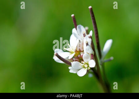 Haarige Bittercress (Cardamine hirsuta), Nahaufnahme einer Blüte mit geringer Tiefenschärfe. Stockfoto