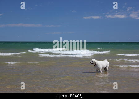 Chicagos Montrose Avenue Dog Beach zu einer lustigen Sommertag. Stockfoto