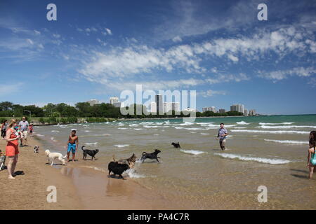 Menschen und Hunde erfreuen sich an Chicagos Montrose Avenue Hund Strand im hellen Sommer Sonne. Stockfoto