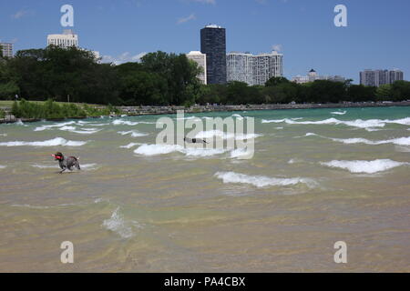 Chicagos Montrose Avenue Dog Beach zu einer lustigen Sommertag. Stockfoto