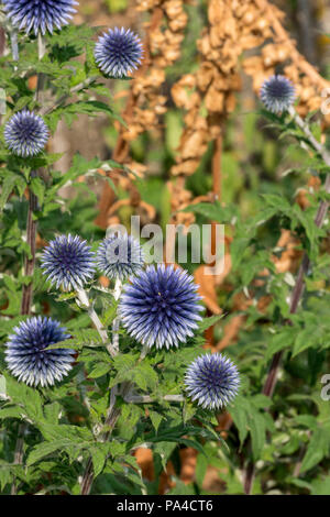 Blaue Disteln Echinops bannaticus in Blume, blauer Globus Distel, ungarischen Globus thistle Stockfoto