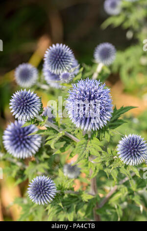 Blaue Disteln Echinops bannaticus in Blume, blauer Globus Distel, ungarischen Globus thistle Stockfoto