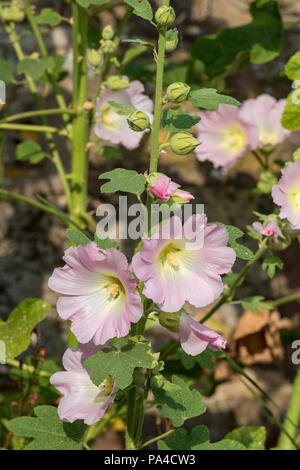 Rosa malve Blumen alcea rosea in voller Blüte und mit ungeöffneten Knospen Stockfoto