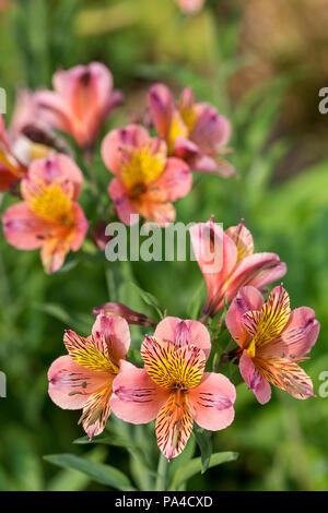 Peruanische Lilien alstroemeria in voller Blüte mit Clustern aus Blüten mit rosa, rosa, gelb und orange Farbe blütenblätter Stockfoto