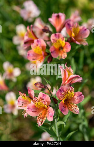 Peruanische Lilien alstroemeria in voller Blüte mit Clustern aus Blüten mit rosa, rosa, gelb und orange Farbe blütenblätter Stockfoto