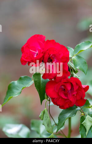 Zarte tief rote Rosen in voller Blüte in einem Garten Grenze Stockfoto