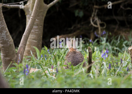 Kaninchen saßen im Blue Bells Stockfoto