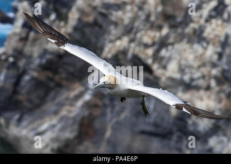 Northern Gannet (Morus bassanus) im Flug soaring entlang Sea Cliff bei seabird Kolonie im Frühjahr, Schottland, Großbritannien Stockfoto