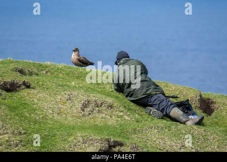 Birder/wildlife Fotograf die Bilder von Great skua (Eulen skua) auf einer Klippe in Hermaness, Unst, Shetlandinseln, Schottland, Großbritannien Stockfoto