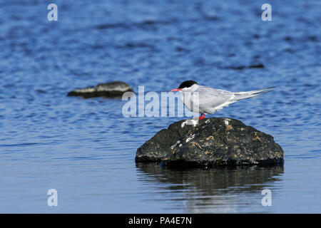 Küstenseeschwalbe (Sterna Paradisaea) auf Rock im Loch, Schottland, Großbritannien Stockfoto