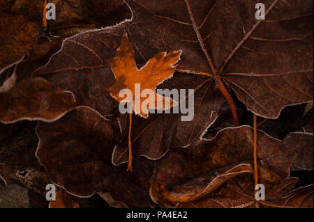 Herbst am frühen Morgen Licht mit maple leaf close-up Stockfoto
