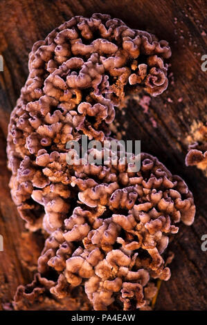 Baumstumpf mit Flechten, Pilze und Moose wächst über Holz- stumpf abstrakte Formen. Stockfoto