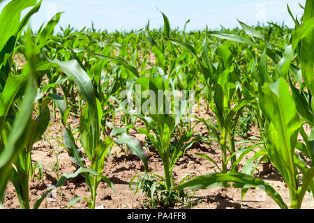 Jungen grünen Mais mit einer großen Ernte im Frühling, landwirtschaftliche Landschaft Stockfoto